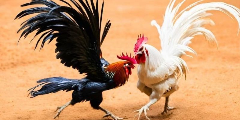Chọn chiến lược dựa trên khả năng chịu đòn Chọn chiến lược dựa trên khả năng chịu đòn